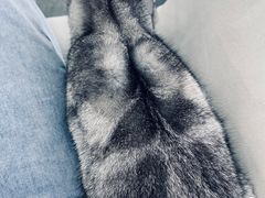 -爱洗澡的猫(望京店)