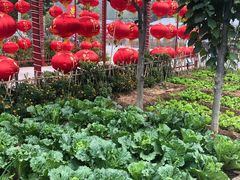 -龙福源密云水库灶台鱼