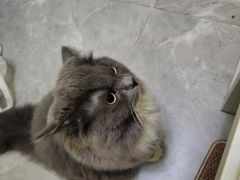 -创凡宠物医院·骨专科  猫科中心(西乡分院)