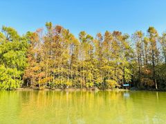 -上海海湾国家森林公园