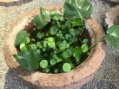 -双季花艺园艺市场(浦东店)