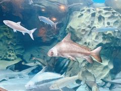 -上海海洋水族馆