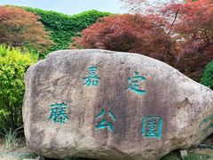 -嘉定紫藤园