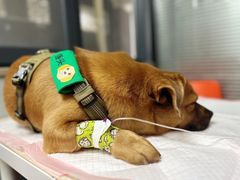 -伟伟宠物医院·CT影像中心·瑞派犬猫综合性门诊(汉口总院)