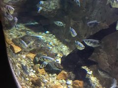 -迪拜水族馆及水下动物园