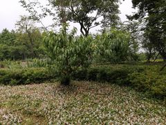-田园东方蜜桃村的田野营地