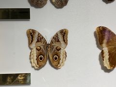 -上海昆虫博物馆