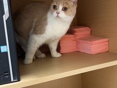 -瑞派康怡24h宠物医院·犬猫医疗中心·微创绝育(瑞景分院)