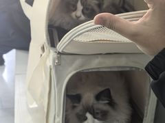 -纳吉亚猫专科动物诊疗中心(蒋宅口分院)