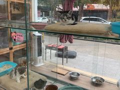 -狗不理喵子(百富路店)