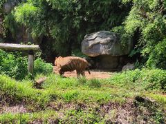 -海南热带野生动植物园