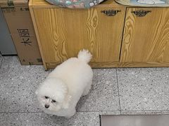 -四月宠物医院·猫专科·心脏专科·内科(转塘店)