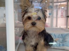 -翊宠yipet猫狗购宠庄园犬舍•猫舍