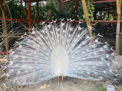 -西双版纳总佛寺