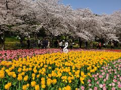 -苏州上方山国家森林公园