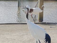 -盐城丹顶鹤湿地生态旅游区