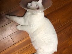 -美联众合动物医院·24h京西诊疗中心