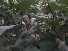 -马陆小张葡萄园农家乐