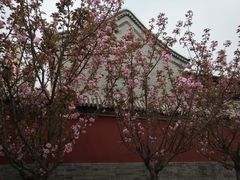 -天津大悲禅院