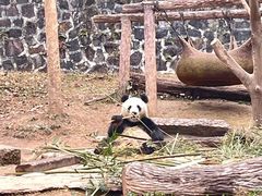 -都江堰中华大熊猫苑