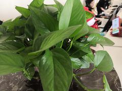 -兴芮温泉度假区