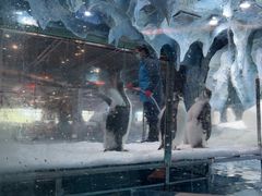 -帝企鹅自助餐厅•儿童岛•真企鹅(长隆企鹅酒店)