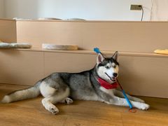 -Husky Go! 哈士奇体验馆·宠物咖啡厅狗咖