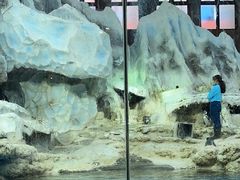 -帝企鹅自助餐厅•儿童岛•真企鹅(长隆企鹅酒店)