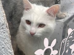 -Anne猫窝咖啡屋