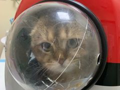 -纳吉亚猫专科动物医院博雅分院