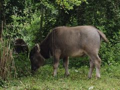 -樱桃山旅游景区