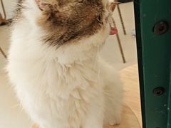 -共舞时光猫咖·狗咖(新街口店)
