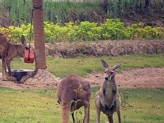 -泉州海丝野生动物世界