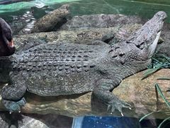 -上海海洋水族馆