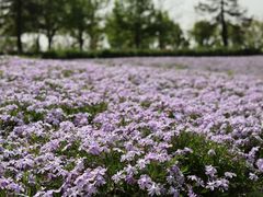 -上海辰山植物园