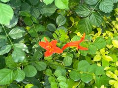 -国家植物园南园