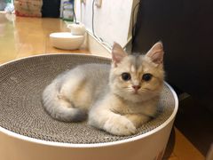 -东方名猫馆·英短金渐层布偶猫舍(环线广场1号楼店)