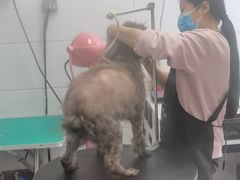 -利又安动物医院··老年病·猫科犬科·中兽医