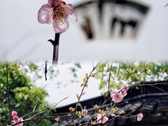 -八大山人梅湖景区