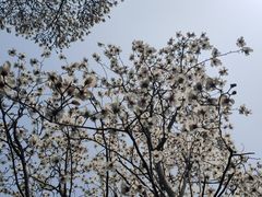-艺圃