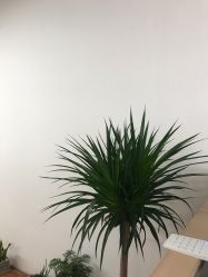 点击看大图 -Y-STUDIO原理