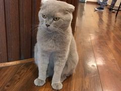 -猫友咖啡店(玉林西路店)