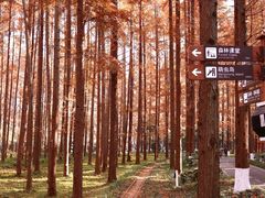 -黄海国家森林公园