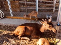 -鹿境梅花鹿生态园区