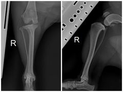 -东莞宠友24H宠物中心医院·转诊夜诊·异宠(新河北路院)