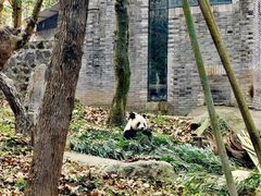 -都江堰中华大熊猫苑