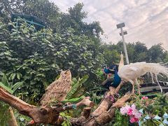 -广州长隆飞鸟乐园