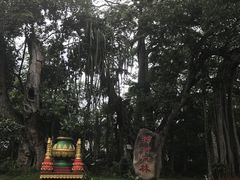 -瑞丽独树成林风景区