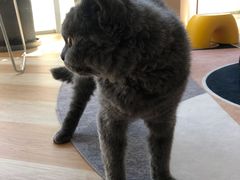 -米宠家·撸猫猫咖小萌宠·猫咪洗澡·猫咪寄养(高新大都荟店)