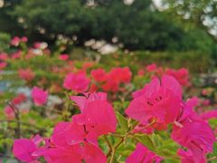 -胡里山炮台